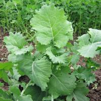 ราคา เมล็ดพันธุ์ เคลไซบีเรียน Siberian Kale Seed บรรจุ 500 เมล็ด เมล็ดพันธุ์พืช เมล็ดพันธุ์ผัก เมล็ดพันธุ์ดอกไม้ ของแท้ (666582953)