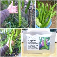 ราคา เมล็ดพันธุ์ ถั่วพูยักษ์ถั่วพูยาว Giant Winged Bean Seed 10 เมล็ด ของแท้ เมล็ดพันธุ์พืช ผักสวนครัว เมล็ดพันธุ์ผัก (2404910682)