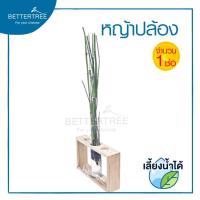 ราคา หญ้าปล้อง จำนวน1 ต้น สามารถเลี้ยงน้ำได้ ไม้ฟอกอากาศ ไม้น้ำ ต้นไม้มงคล ต้นไม้ ต้นไม้ประดับ (10767206055)