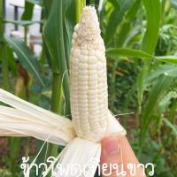 ราคา ข้าวโพดเทียนขาว ถูกที่สุด10 บ เมล็ดพันธุ์ข้าวโพดฝักอ่อน10เมล็ด งอกง่าย โตไว ฝักเล็ก ทานอร่อย (15601935604)
