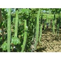 ราคา บวบงู 5เมล็ด (11127674717)