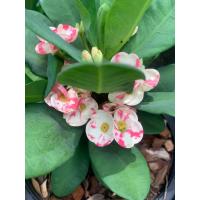 ราคา ต้นโป๊ยเซียน ลายกนก เป็นโป๊ยเซียนดอกจิ๋ว สีแปลกมีลวดลาย สวยงาม ในกระถาง 8 นิ้ว สีพื้นขาว มีลายสีแดง ลวดลายแต่ละต้นแตกต่างกัน มีเสน่ห์มากเฉพาะตัว โป๊ยเซียน ไม้มงคล ปลูกจะนำความร่มเย็นเป็นสุข ให้แก่คนใน