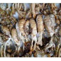 ราคา 1 ชิ้น ว่านจั๊กจั่น หรือ พญาว่านต่อเงินต่อทอง ค้าขายดี เจรจาราบรื่น ของดี ควรมี ของแท้จากธรรมชาติ ป่าดิบชื้น (19904673441)