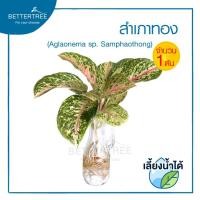 ราคา สำเภาทอง จำนวน 1 ต้น เลี้ยงน้ำได้ ไม้เลี้ยงน้ำ ต้นไม้ ไม้น้ำ (21143719870)