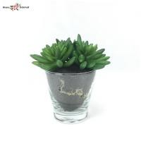 ราคา กระถางแคคตัสปลอม กุหลาบหินปลอมพร้อมกระถางแก้ว (1478260276)
