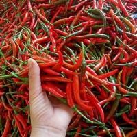 ราคา พริกจินดาแดง ถูกที่สุด 10 บ เมล็ดพันธุ์พริกจินดาแดง 20 200เมล็ด งอกง่าย โตไว ผลดก ทานอร่อย (19104463194)