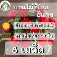 ราคา เมล็ดพันธุ์ ชุด ดอกไม้ สีแดง ปลูกง่าย ทนร้อน พร้อมส่ง กุหลาบเลื้อยแดง ทานตะวันแดง บานชื่นแดง สร้อยไก่สีแดง บานไม่รู้โรยสีแดง ขายดี (9064693027)
