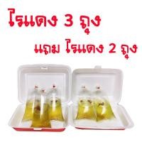 ราคา ไรแดงมาโคโครปาพ่อแม่พันธุ์ ไรแดง พันธุ์ไรแดง พ่อแม่พันไรแดง มาโคร สายพันธุ์มาโคโครปา Macorcopa (15857095141)