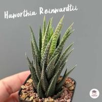 ราคา Haworthia Reinwardtii ฮาโวเทีย ไม้อวบน้ำ กุหลาบหิน cactus succulentหลากหลายสายพันธุ์ (18012854832)