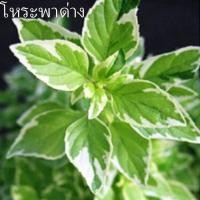 ราคา โหระพาด่าง อิตาลี ถูกที่สุด19บ เมล็ดพันธุ์โหระพาด่าง 5 20เมล็ด ปลูกง่าย พุ่มใหญ่ สวยแปลก ปลูกประดับ ปลูกทานได้ (12213657028)