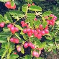 ราคา ต้นมะม่วงหาวมะนาวโห่ ปลูกง่าย พร้อมปลูก จัดส่งพร้อมถุง 6 นิ้ว ลำต้นสูง 50 60 ซม (21008804904)