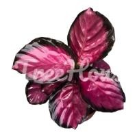 ราคา คล้าคิมสัน กระถาง 5 นิ้ว CALATHEA CRIMSON POT 5 (20694271897)