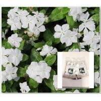 ราคา เมล็ดดอกแพงพวย สีขาว แพงพวยขาว ซื้อ 10 แถม 1 คละอย่างได้ (9941648467)