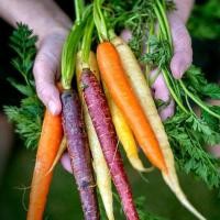 ราคา แครอทสีรุ้ง ถูกที่สุด10 บ เมล็ดพันธุ์เบบี้แครอทสีรุ้งคละสี 50 บ งอกง่าย โตไว พุ่มใหญ่ (12694952300)
