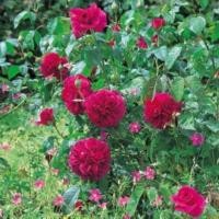 ราคา 25เมล็ด เมล็ดกุหลาบ อังกฤษ พันธุ์เลื้อย สีแดง สายพันธุ์ของแท้ 100 ดอกกุหลาบ ปลูกกุหลาบ ดอกสวย มีกลิ่นหอม อัตราการงอก70 80 Rose seeds (9079572250)