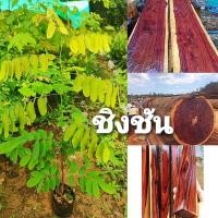 ราคา ต้นกล้าไม้ประดู่ชิงชัน20 30เซน ชุด10ต้นแถมฟรี1ต้น (19899222204)