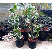 ราคา ต้นนกน้อยนำโชคใบด่าง ต้นกวักเงินกวักทอง ต้นไม้มงคล สวยงาม ใบสวย (10854956451)