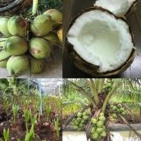 ราคา มะพร้าวน้ำหอมต้นเตี้ย ต้นมะพร้าวกะทิ พันธุ์แท้ ลูกดก น้ำหวานเนื้อฟู คัดสรรพันธุ์พิเศษนำมาเพาะเป็นหน่อ พร้อมปลูก (9126950240)