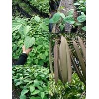 ราคา โปรโมชั่นซื้อ 10 ต้นแถมฟรี 3 ต้น ต้นเพกา ประโยชน์และสรรพคุณเยอะมากแก้ไอขับเสมหะเป็นยาระบายแก้ร้อนในกระหายน้ำช่วยเจริญอาหารเป็นยาสมานแผลแก้เสมหะจุกคอใช้บำรุงธาตุแก้ปวดข้อต่อต่างๆแก้ปวดท้องขับน้ําเหลือ 