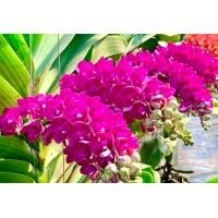 ราคา ช้างชมพูบานเย็น กล้วยไม้ช้างดอกสีสวย ขนาด 3 5 คู่ใบ ออกดอก ธันวา กุมภา 1 ตะกร้า ขุนเขาการ์เด้น (16151319521)