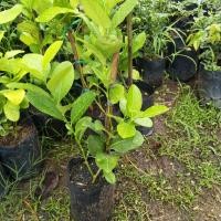 ราคา ต้นมะนาวเลมอนตอนกิ่งพร้อมปลูก พันธุ์เรยูก้า ยินดีเครมสินค้าฟรีหากเกิดความเสียหายจากขนส่ง (3723860304)