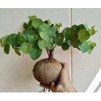 ราคา ว่านบัวบก Gotu kola ไม้ประดับหายาก ขนาดเทียบกับไข่เป็ด ว่านบก Stephania Erecta Craib (9125429690)