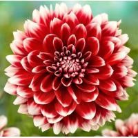 ราคา 1 หน่อ เหง้า รักเร่ Dahlia Bulb สายพันธุ์ Red Fubuki หัวรักเร่ ดอกไม้ หัวหน่อ เหง้า นำเข้า เนเธอร์แลน หัวสดใหม่ (4688490906)