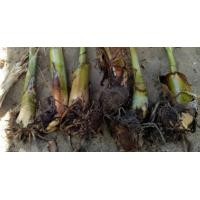 ราคา หน่อกล้วยหักมุก (17609165658)