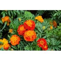ราคา เมล็ด ดอกดาวเรืองฝรั่งเศส French Marigold พร้อมปลูก ซองละ 29 บาท 40 50เมล็ด สีส้ม เหลือง แดง (18633812877)