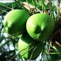 ราคา มะพร้าวน้ำหอมบ้านแพ้ว 100 สดจากสวน ธรรมชาติ100 ไม่มีการเติมน้ำตาล สินค้านี้ไม่สามารถสั่งร่วมกับสินค้าอื่นได้ (20666735296)