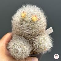 ราคา แมมขนแมว ดอกชมพู ดอกลายขีด Mammillaria Bocasana แคคตัส กระบองเพชร cactus succulent (7114156728)