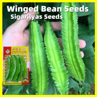 ราคา เมล็ดพันธุ์ ถั่วพู Winged Bean Seeds ผลผลิตสูง บรรจุ 10 เมล็ด คุณภาพดี ราคาถูก ของแท้ 100 เมล็ดพันธุ์ถั่วพู เมล็ดพันธุ์ ถั่วพูยักษ์ถั่วพูยาว Organic Vegetable Plants Seeds Rare Bean Seeds เมล็ดพันธุ์พ