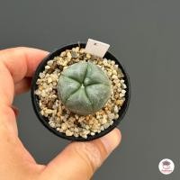 ราคา โลโฟโฟรา วิลเลี่ยมซิอาย Lophophora williamsii กระบองเพชร แคคตัส Cactus cactus succulentหลากหลายสายพันธุ์ (4528798380)