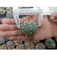 ราคา แอสโตร นูดั้ม Astrophytum nudum ไม้เมล็ด ขนาด 4 6 ซม ต้นกระบองเพชร ต้นแคคตัส แคคตัส กระบองเพชร (17792170483)