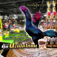 ราคา ใช่ไก่ ใข่ไก่ชน ใข่เชื้อไก่ชน ก๋อยง่อน ทุบหลัง ปากไว แข้งโหด (21324132092)