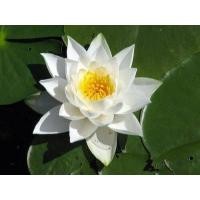ราคา บัวสีขาว เมล็ดเล็ก ของแท้ 100 เมล็ดพันธุ์บัวพันธุ์แคระ พันธุ์เล็ก ดอกบัว ปลูกบัว เม็ดบัว สวนบัว Lotus Waterlily seed 100 เมล็ด (876484947)