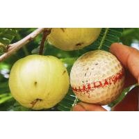 ราคา ต้นมะขามป้อมอินเดีย มะขามป้อม มะขามป้อมยักษ์ ทวายยักษ์ จัดส่งพร้อมถุง 6 นิ้ว ลำต้นสูง 80 ซม (20978924784)