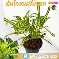 ราคา ต้นโกสนตรีน้ำตก กระถาง 6 นิ้ว ส่งพร้อมกระถาง ไม้ประดับไม้จัดสวน (20883937666)