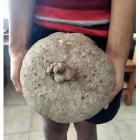 ราคา บัวบกโขด 17 20cm วัดเส้นกลาง ให้เลือก เป็นไม้หัวที่พบได้ตามป่าเขามีก้านและใบกลมรูปทรงน่ารัก ไม้โขด (12831570431)