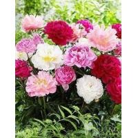 ราคา 10 เมล็ด เมล็ดโบตั๋น ดอกโบตั๋น ดอกพีโอนี Peony Seed คละสี ดอกไม้นี้ เป็นสัญลักษณ์ของความมั่งคั่งร่ำรวย ความซื่อสัตย์ อัตรางอก 70 80 (9078418268)