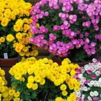 ราคา โปรโมชั่นเฉพาะเดือนนี้เท่านั้น เมล็ดพันธุ์ดอกไม้ ดอกเบญจมาศ คละสี สีขาว สีชมพู สีเหลือง สีแดง จำนวน 100 เมล็ด ราคาซองละ 16 บาท สินค้าพร้อมส่งทันที (9002392474)