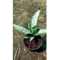 ราคา ต้นอุดมทรัพย์ ทำให้ผู้ปลูกมีเงิน ร่ำรวยเงินทองและมีบารมีทรัพย์สิน อุดมไปด้วยทรัพย์ กระถาง 5นิ้ว 290 บาท (8887727010)