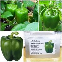 ราคา เมล็ดพันธุ์ พริกหวานสีเขียว California Wonder Sweet Pepper Seed 80 เมล็ด คุณภาพดี ราคาถูก ของแท้ (2558804975)