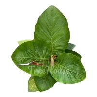 ราคา โชคเก้าชั้น ใบกลม ต้นใหญ่ กระถาง 11 นิ้ว (20711320016)