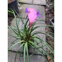 ราคา ทิลแลนเซีย cyanea Tillandsia ชื่อสกุลย่อย genus ของพืชใน วงศ์สับปะรด Bromeliaceae เป็นพืชมักน้อย ไม่เบียดเบียนใคร แค่มีแสงแดด มีอากาศ (17675622116)