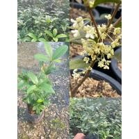 ราคา ต้นหอมหมื่นลี้ แบบชำกิ่ง สูง30 40ซม ดอกสีขาวเหลืองนวลมีกลิ่นหอม (9958116592)