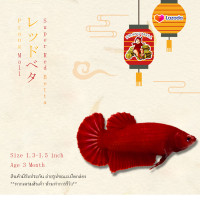 ราคา ปลากัดสีแดง ตัวเมีย 1 ตัว Super Red Prang Mall มีรับประกันตลอดการส่ง (19229497127)