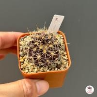 ราคา Horridocactus horridus กระบองเพชร ไม้อวบน้ำ Cactus Succulent (21055506178)