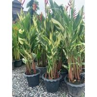 ราคา ต้นเฮลิโคเนียใบด่าง Forida เบิร์ดด่าง ดอกสีแดง ต้นธรรมรักษาด่าง กอใหญ่ ต้นสูง 80 100 ซม กระถาง 11 นิ้ว เบิร์ดด่าง ธรรมรักษาด่าง ก้ามกุ้ง Heliconia psittacorum L f กอใหญ่ ใบลายกล้วยฟลอริด้า Forida เบิร