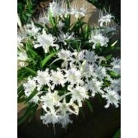 ราคา ว่านเศรษฐีน้ำเต้าทอง หัวว่าน ว่านเสี่ยงทาย ไม้ประดับ ไม้มงคล เด่นในเรื่องของโชคลาภ ว่านมหามงคล ว่านระฆังทอง (8272958681)